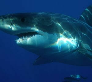 Sharks Deep Dive - SeaWorld Orlando 101