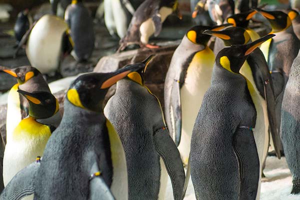 Antarctica_ Empire of the Penguin® (Habitat)
