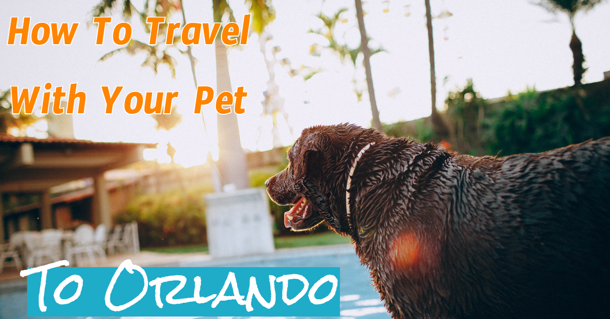 travelpets blog